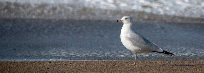 Seagull near surf at Ventura in southern California United States