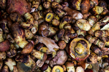 A pile of wild mushrooms