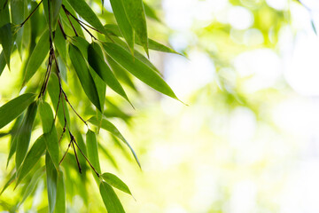 Background of green bamboo leaves