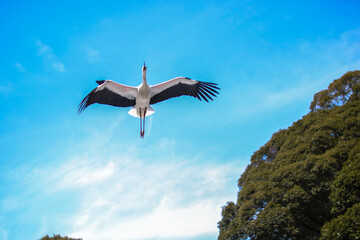 空を羽ばたくコウノトリ