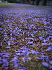Purple jacaranda flower on the ground.
