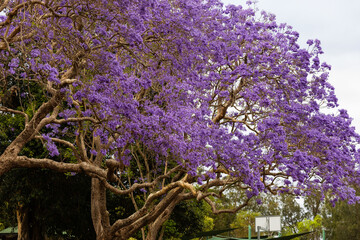 Blooming purple jacaranda tree in the park.