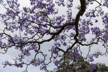Tree branches and blooming jacaranda flower.