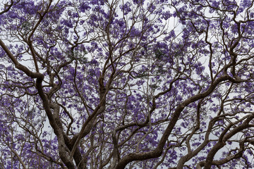 Tree branches and blooming jacaranda flower.