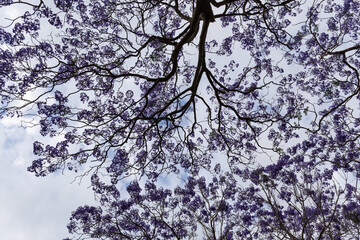 Tree branches and blooming jacaranda flower.