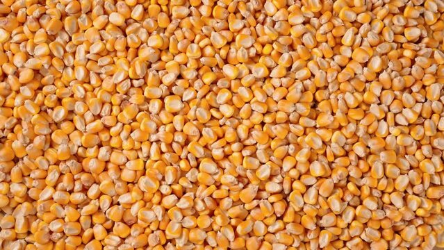 harvest organic grain yellow corn seed or maize background.