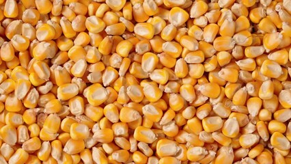 harvest organic grain yellow corn seed or maize background. - Powered by Adobe