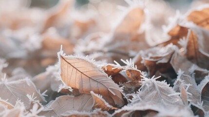 Winter concept, leaves covered with ice or snow, winter background.