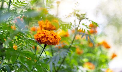Marigold flowers blossom in the garden