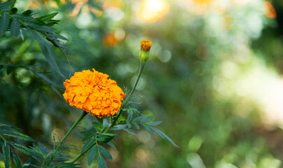 Marigold flower blossom in the garden