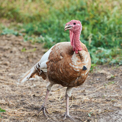 Adult brown and white turkey bird