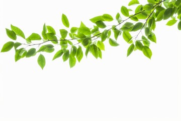 green leaves branches isolated on white background, Generative AI