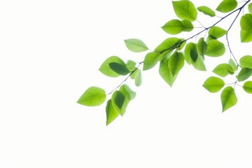 Fototapeta na wymiar green leaves branches isolated on white background, Generative AI