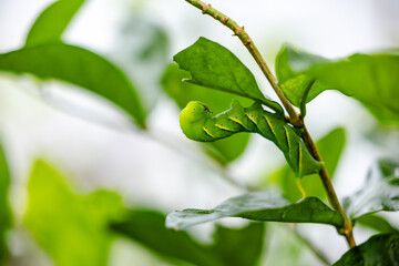 butterfly caterpillar Papilio machaon on a green leaf plant on a summer day.