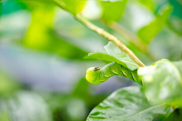 butterfly caterpillar Papilio machaon on a green leaf plant on a summer day.