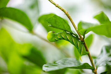 butterfly caterpillar Papilio machaon on a green leaf plant on a summer day.