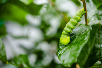 butterfly caterpillar Papilio machaon on a green leaf plant on a summer day.