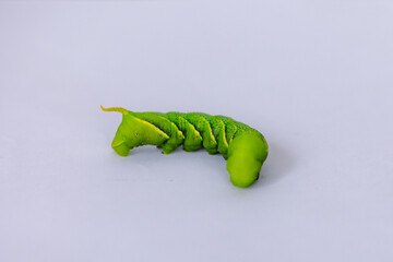 Swallow tail butterfly caterpillar with white background