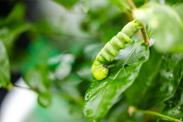 butterfly caterpillar Papilio machaon on a green leaf plant on a summer day.