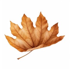 Botany dry autumn leaf isolated on white, Generative AI