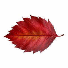 dry red fallen leaf isolated on white background png, Generative AI