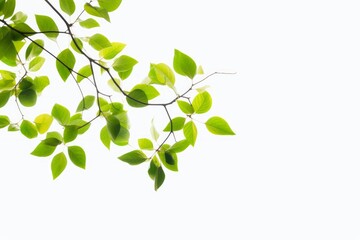 green leaves branches background, Generative AI