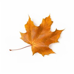 Botany dry autumn maple leaf isolated on white background, Generative AI