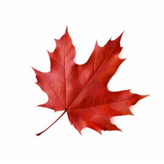 dry red maple leaf isolated on white background png, Generative AI