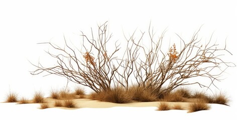 dry plants, desert scene cut-out, isolated on white background, Generative AI