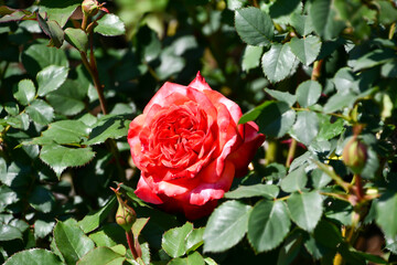 バラ「フリュイテ」