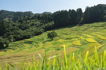 日本の棚田