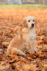 portrait of a dog puppy four months old golden labrador retriever in an autumn park with yellow and red leaves on a walk