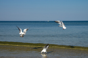 Mewy tańczące na wietrze nad morze Bałtyckim - obrazy, fototapety, plakaty