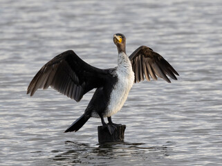 Kormoran (Phalacrocorax carbo)