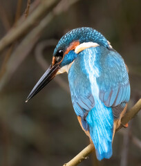 Eisvogel (Alcedo atthis)