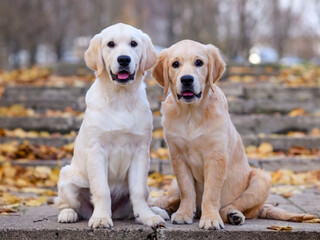 portrait of a dog puppy four months old golden labrador retriever in an autumn park with yellow and red leaves on a walk