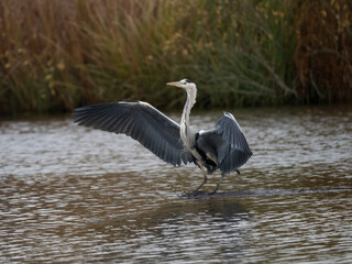 Graureiher (Ardea cinerea)
