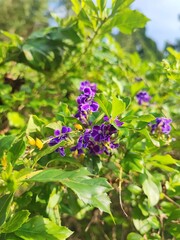 flowers of green grass