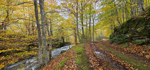 Fototapeta na wymiar Autumn landscape in the forest 