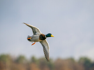 Stockente (Anas platyrhynchos)