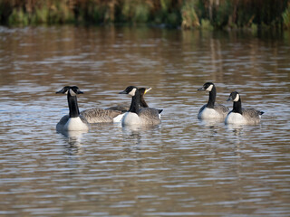 Kanadagans (Branta canadensis)