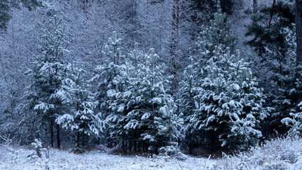 Frosty winter landscape in a snowy pine forest.