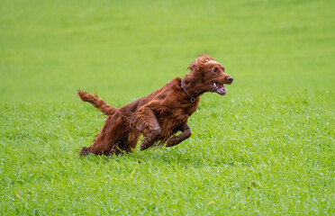 Irish Setter