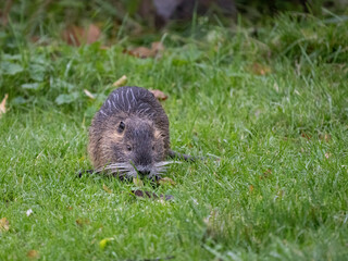 Fototapeta premium Nutria&nbsp;(Myocastor coypus)