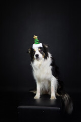 christmas photo of dog in photo studio with christmas hat. black background in photo studio. 