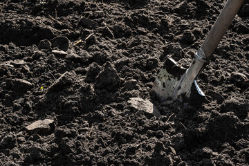 Fototapeta premium Tilled soil on a homestead plot. A shovel stuck in the ground