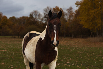 Portrait of dapplet horse standing in autumn landscape. Animal background
