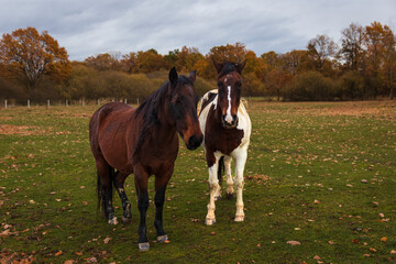 Portrait of two horse standing in autumn landscape. Animal background