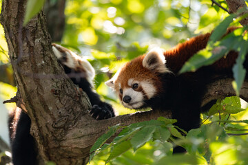 木の上のレッサーパンダ