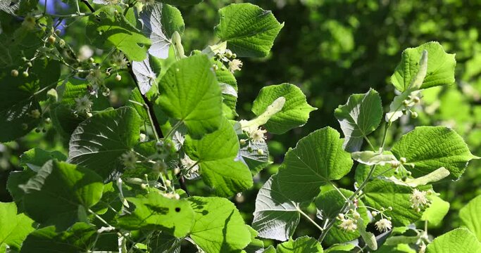 beautiful foliage of the linden tree with green foliage, beautiful foliage of the linden tree in sunny weather